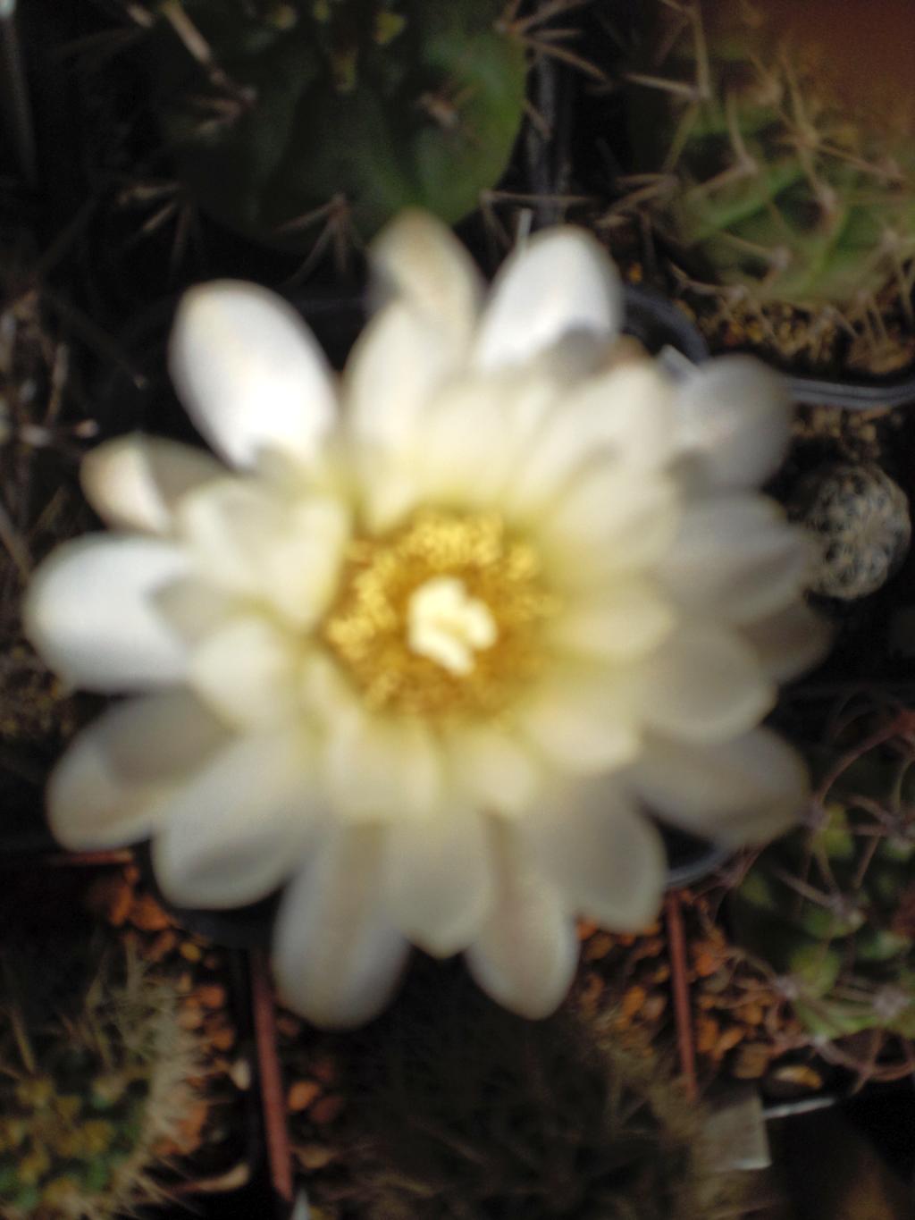 Gymnocalycium gibbosum